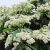 20 NANNYBERRY SWEET VIBURNUM Lentago Shrub Tree Blue Black Berry Fruit White Flower Seeds