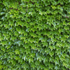 Boston Ivy Seeds – ( Bostonian Ivy / Wall Ivy ) Parthenocissus Tricuspidata Veitchii Vine Flower – photo 8