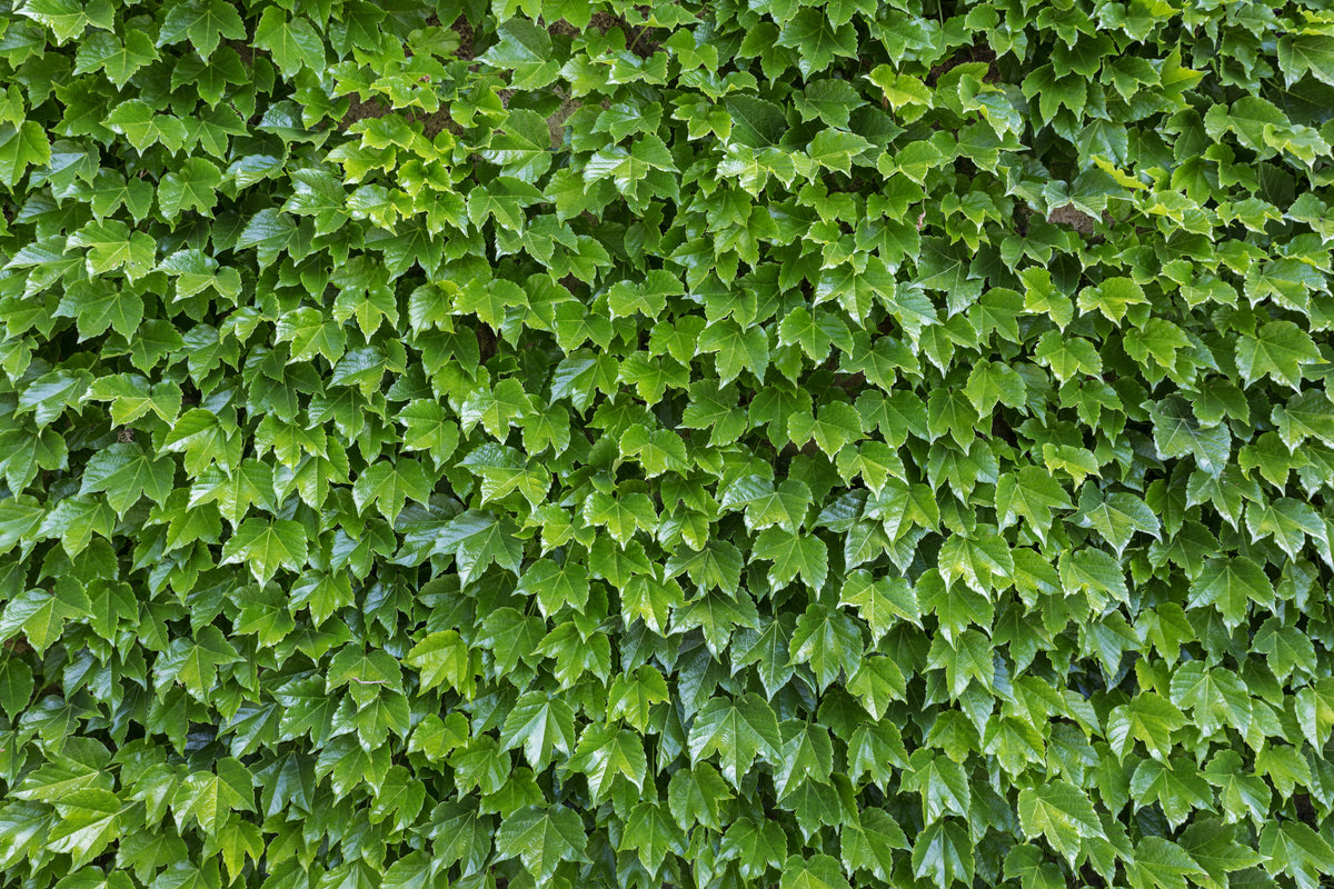 Boston Ivy Seeds – ( Bostonian Ivy / Wall Ivy ) Parthenocissus Tricuspidata Veitchii Vine Flower – photo 8