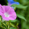 Mixed Colors Morning Glory Seeds – Ipomoea Purpurea Vine Flower – photo 12