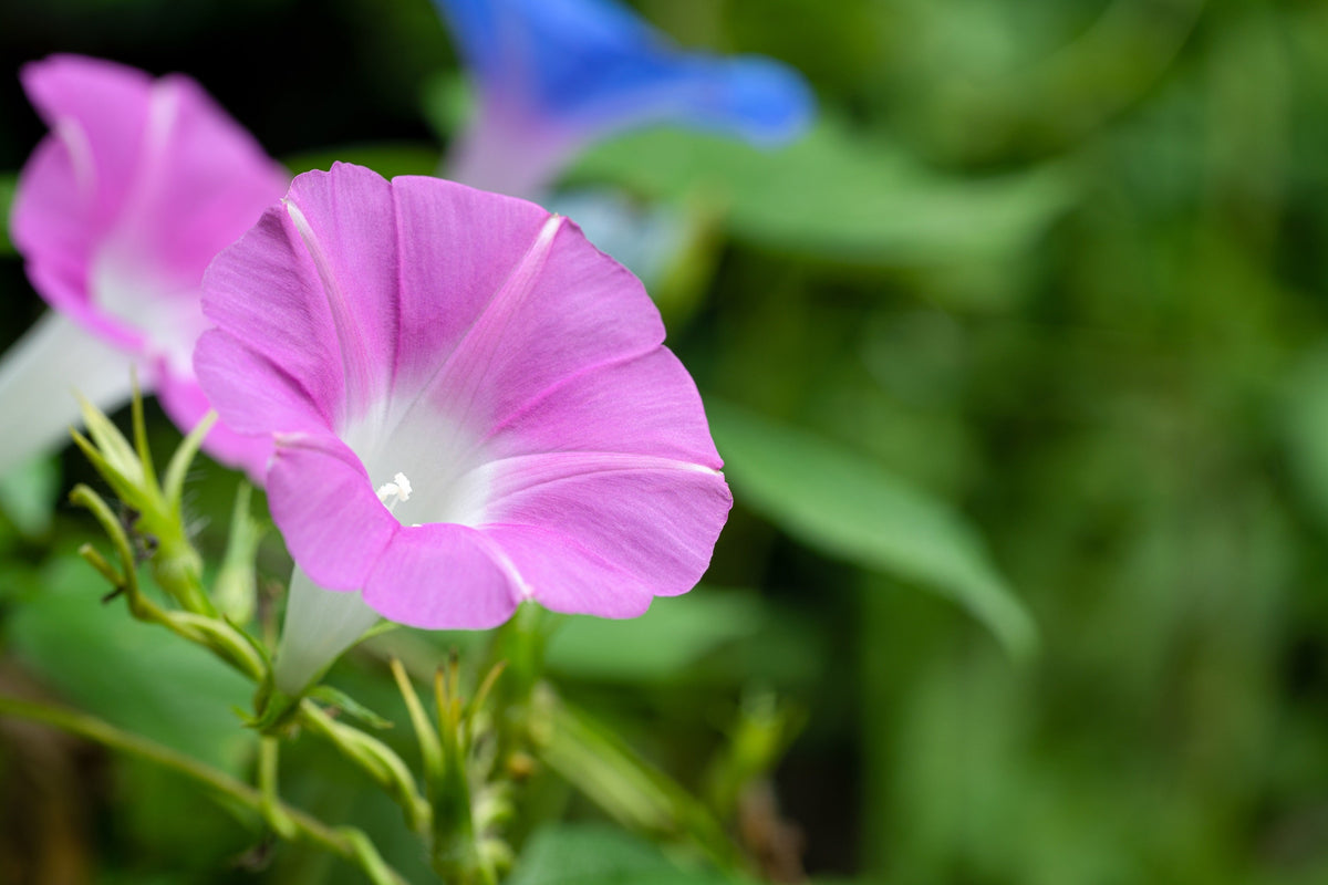 Mixed Colors Morning Glory Seeds – Ipomoea Purpurea Vine Flower – photo 12