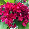 10 MIXED COLORS PLUMERIA Seeds - Lei Flower Frangipani Mix Fragrant Shrub Small Tree Pink Red Yellow White Peach Two Tone