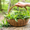 200 STINGING NETTLE Urtica Dioica (aka Common, California, or Bull Nettle / Tread Softly) Flower Seeds