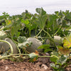 200 HALE'S Best JUMBO CANTALOUPE Orange Muskmelon Cucumis Melo Melon Fruit Seeds