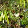 10 GOLDEN MIMOSA Acacia Baileyana Yellow Wattle Tree Flower Seeds