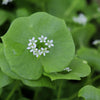 100 MINER'S LETTUCE Winter Purslane Spinach Claytonia Perfoliata Vegetable Seeds