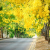 15 GOLDEN SHOWER TREE Gold Rush Yellow Cassia Fistula Flower Seeds