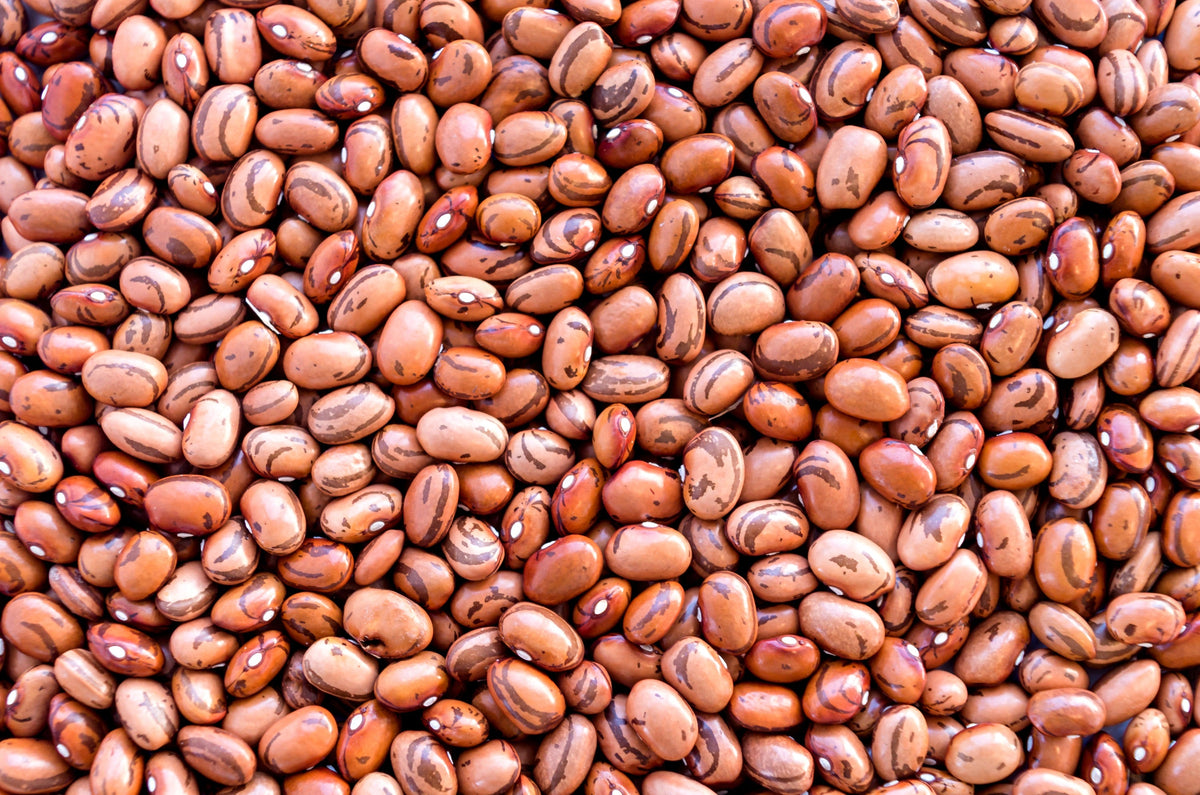 Pinto Bean Seeds – Phaseolus Vulgaris Vegetable – photo 6