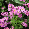 100 Mixed FORGET ME NOT Pink Blue White Mix Myosotis Alpestris Flower Seeds *Flat Shipping