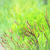 Chinese Plantain Seeds – Plantago Asiatica Herb Flower – photo 8
