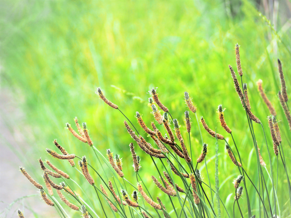 Chinese Plantain Seeds – Plantago Asiatica Herb Flower – photo 8