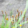 Chinese Plantain Seeds – Plantago Asiatica Herb Flower – photo 7