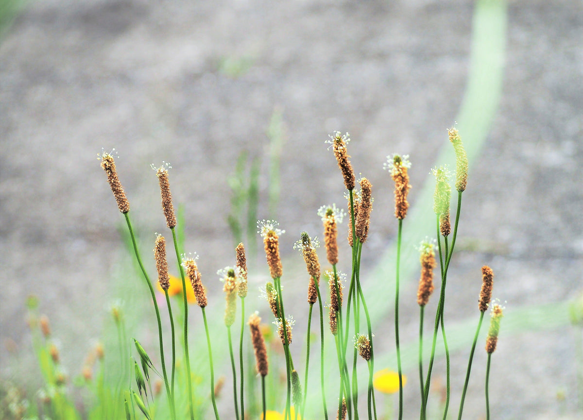 Chinese Plantain Seeds – Plantago Asiatica Herb Flower – photo 7