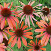 25 CHEYENNE SPIRIT CONEFLOWER Echinacea Orange Red Yellow Purple Pink White Herb Flower Seeds