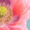 1000 POPPY " THE GIANT " Papaver Giganteum Pink & Purple Huge Pods Flower Seeds