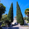 20 MEDITERRANEAN CYPRESS TREE Italian Pencil Pine Cedar Cupressus Sempervirens Stricta Seeds