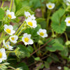 100 ALPINE STRAWBERRY Fragaria Vesca Red Fruit White Flower Seeds