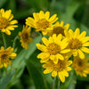 15 MOUNTAIN ARNICA Montana Wolf's Bane Yellow Flower Herb Seeds