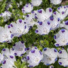750 FIVE SPOT Nemophila Maculata White & Purple Flower Seeds
