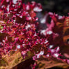 Ruby Leaf Lettuce Seeds – Red Loose Leaf Heirloom Lactuca Sativa Vegetable – photo 4
