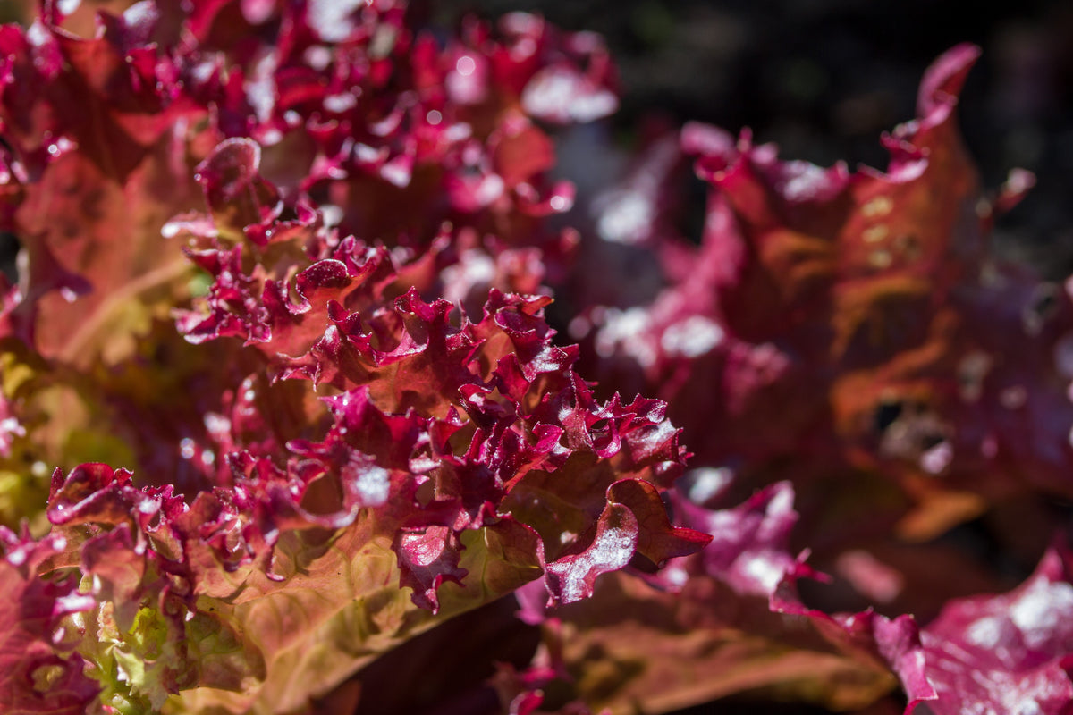 Ruby Leaf Lettuce Seeds – Red Loose Leaf Heirloom Lactuca Sativa Vegetable – photo 4