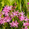 100 RAGGED ROBIN Pink Purplish Lychnis Flos Cuculi Flower Seeds