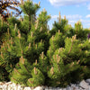25 MUGO PINE Dwarf Evergreen Pinus Pumilio Shrub Seeds