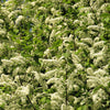30 BLACK CHERRY Fruit Tree Prunus Serotina Fragrant White Flowers Seeds