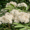20 ASH TREE Mountain / Amur / Rowan - Sorbus Aucuparia Seeds