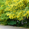 10 GOLDEN CHAIN TREE Goldenchain Laburnum Anagyroides Yellow Flower Seeds
