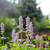 5 TRUE PATCHOULI SHRUB Fragrant Patchouly Pogostemon Cablin Herb Seeds