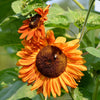 Orange Evening Colors Sunflower Seeds – Helianthus Annuus Flower – photo 10