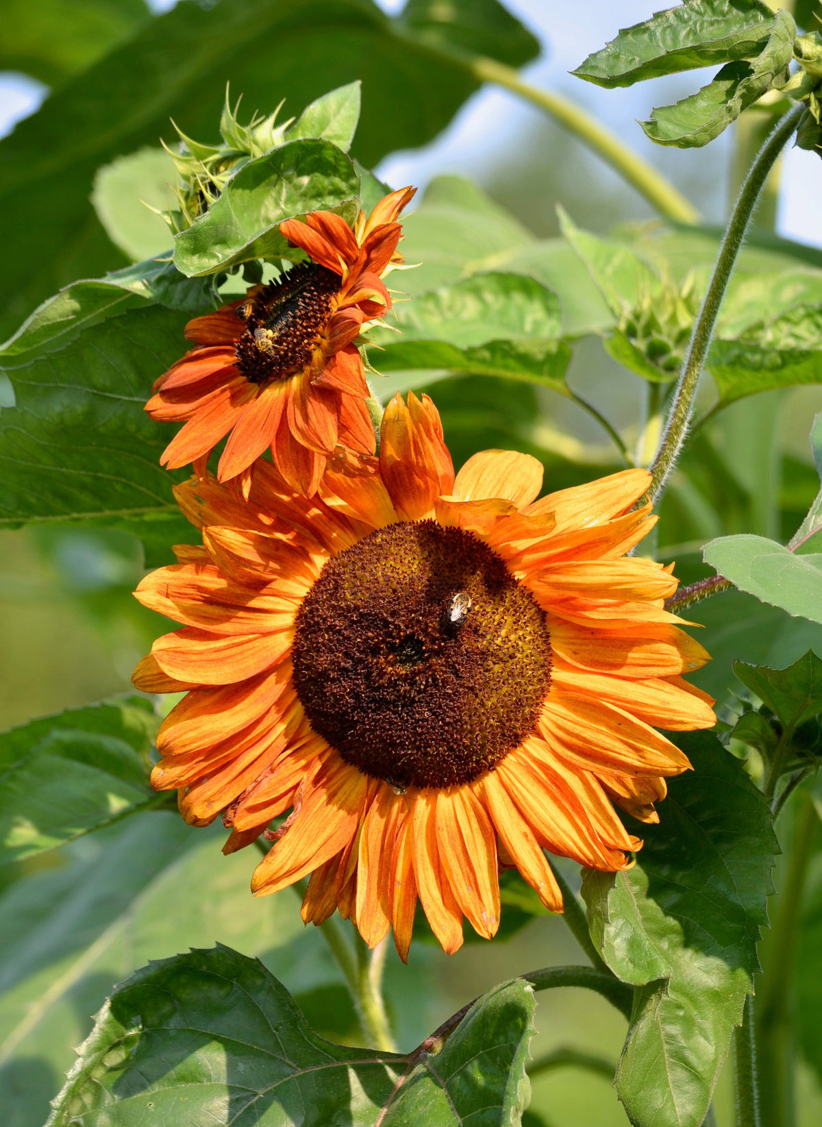 Orange Evening Colors Sunflower Seeds – Helianthus Annuus Flower – photo 10