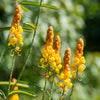 35 CANDLE BUSH Cassia Alata Senna Emperor's Candletree Empress Candlebush Candelabra Golden Ringworm Shrub Yellow Orange Flower Seeds