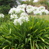25 WHITE LILY of the NILE Agapanthus Orientalis African Lily Flower Seeds