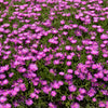 25 Table Mountain ICE PLANT Magenta Fuchsia Delosperma Cooperi Hardy Pink Carpet Flower Seeds