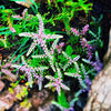 50 SEASTAR / WIDOWS Cross SEDUM Sea Star Stonecrop Sedum Pulchellum Flower Seeds
