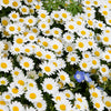 2000 OX EYE DAISY Marguerite Chrysanthemum Leucanthemum White Flower Seeds
