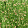 1000 SOFT RUSH (Common Rush) Juncus Effusus Ornamental Grass Seeds
