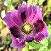 400 PERSIAN BLUE POPPY Papaver Somniferum Flower Seeds