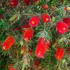 40 CRIMSON BOTTLEBRUSH Callistemon Citrinus Flowering Shrub Bush Small Tree Seeds