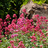 50 RED JUPITER'S BEARD Valerian Keys of Heaven Centranthus Ruber Flower Seeds
