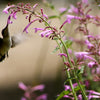 30 MIXED COLORS AGASTACHE Aurantiaca Cana Hummingbird Mint Hyssop Flower Seeds