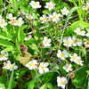 100 YELLOW WONDER STRAWBERRY Everbearing Heirloom Alpine Fragaria Vesca Yellow Berry Fruit Seeds