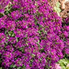 Easter Bonnet Alyssum Seeds – Lobularia Maritima Bright Purple Flower – photo 9