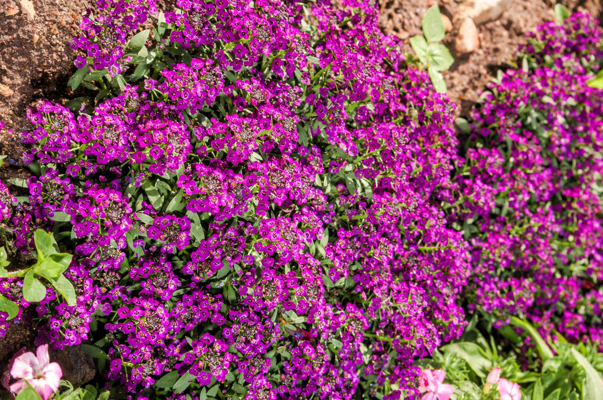 Easter Bonnet Alyssum Seeds – Lobularia Maritima Bright Purple Flower – photo 9