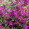 Easter Bonnet Alyssum Seeds – Lobularia Maritima Bright Purple Flower – photo 10