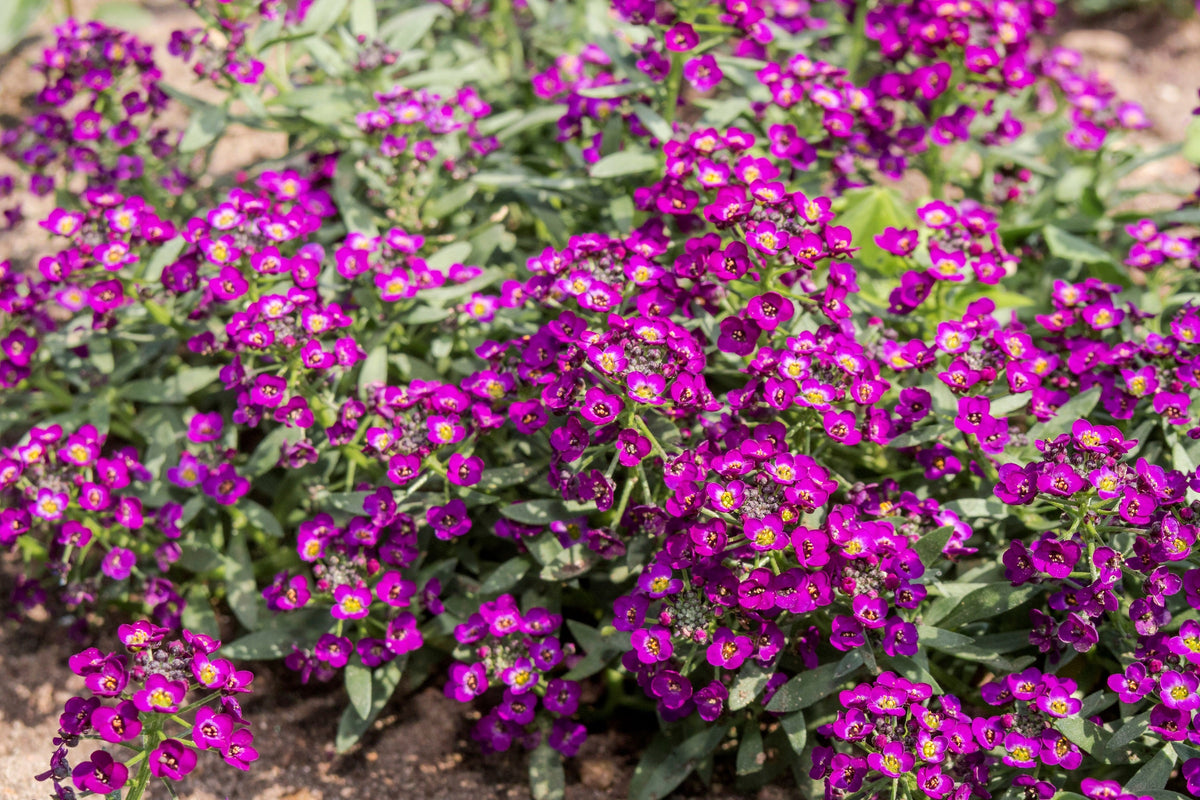 Easter Bonnet Alyssum Seeds – Lobularia Maritima Bright Purple Flower – photo 10