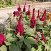 100 Organic ELEPHANT HEAD AMARANTHUS Amaranthus Gangeticus Burgundy Red Flower Seeds