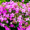 1000 TALL CATCHFLY (Campion / None So Pretty) Silene Armeria Pink Flower Seeds